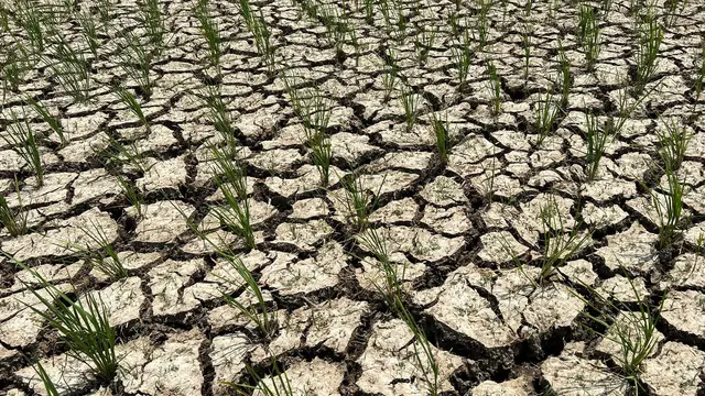 Lahan Sawah.