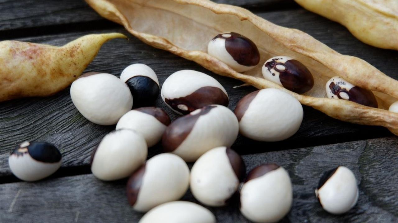 Kandungan Nutrisi Kacang Lima
