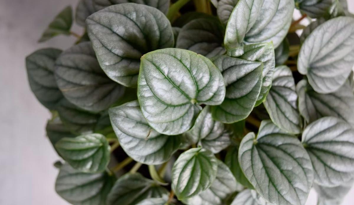 Peperomia Caperata