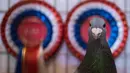 Seekor merpati pemenang kontes dalam acara tahunan British Homing World Show di Winter Gardens, Blackpool, Minggu (20/1). Setiap Januari, sekitar 15.000 orang berkumpul pada pertemuan peternak merpati terbesar di Inggris tersebut. (OLI SCARFF/AFP)