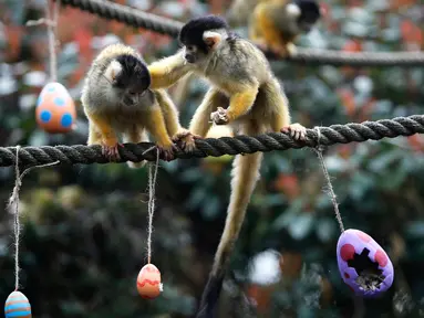 Seekor monyet tupai mendorong pasangannya pergi saat memakan telur Paskah di Kebun Binatang London, Inggris, Kamis (29/3). Monyet-monyet tersebut berebut hadiah talur Paskah yang berisi cacing dan biji-bijian. (AP Photo/Alastair Grant)