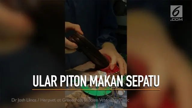 VIDEO: Ular Piton Makan Sepasang Sepatu