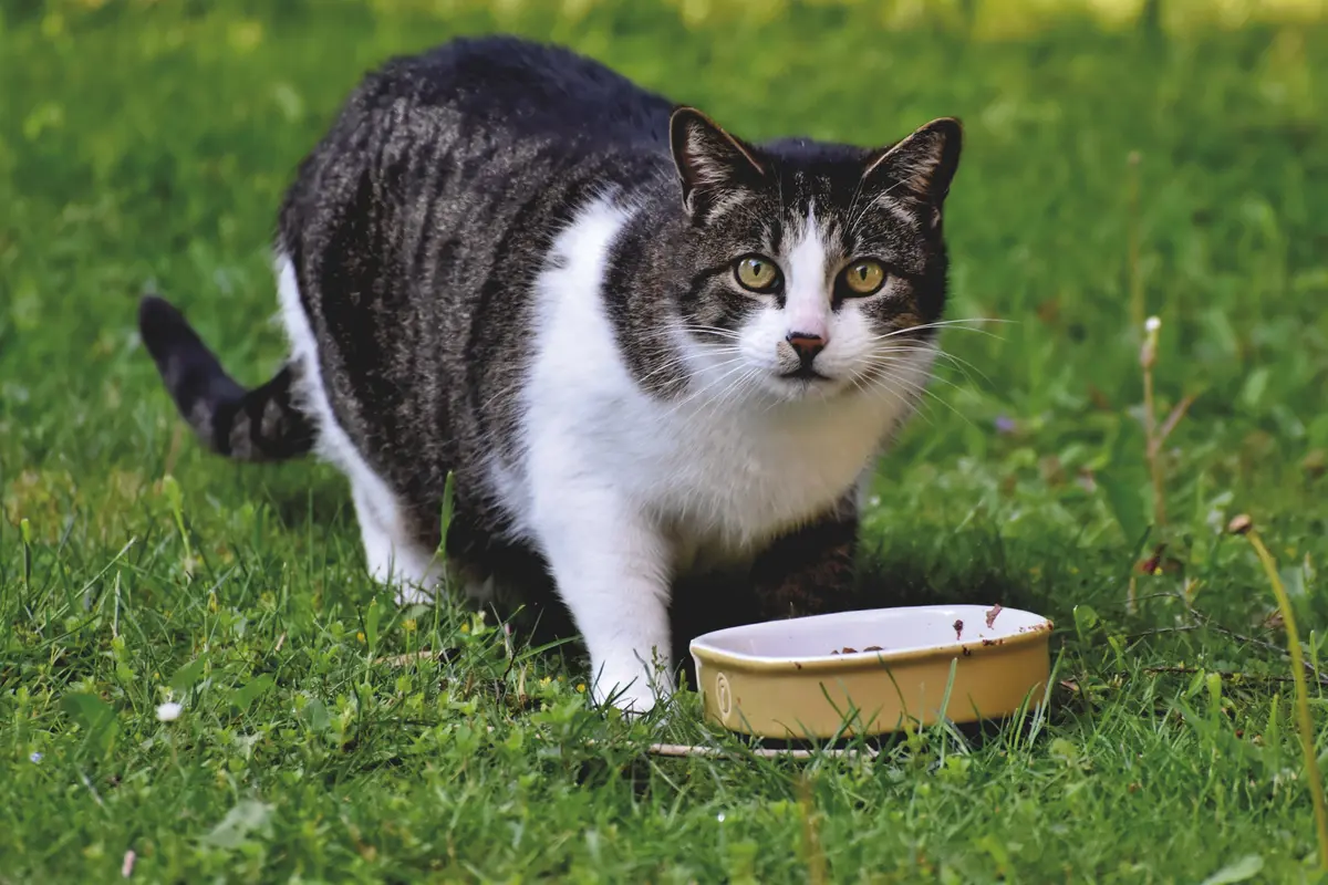 ilustrasi kucing makan