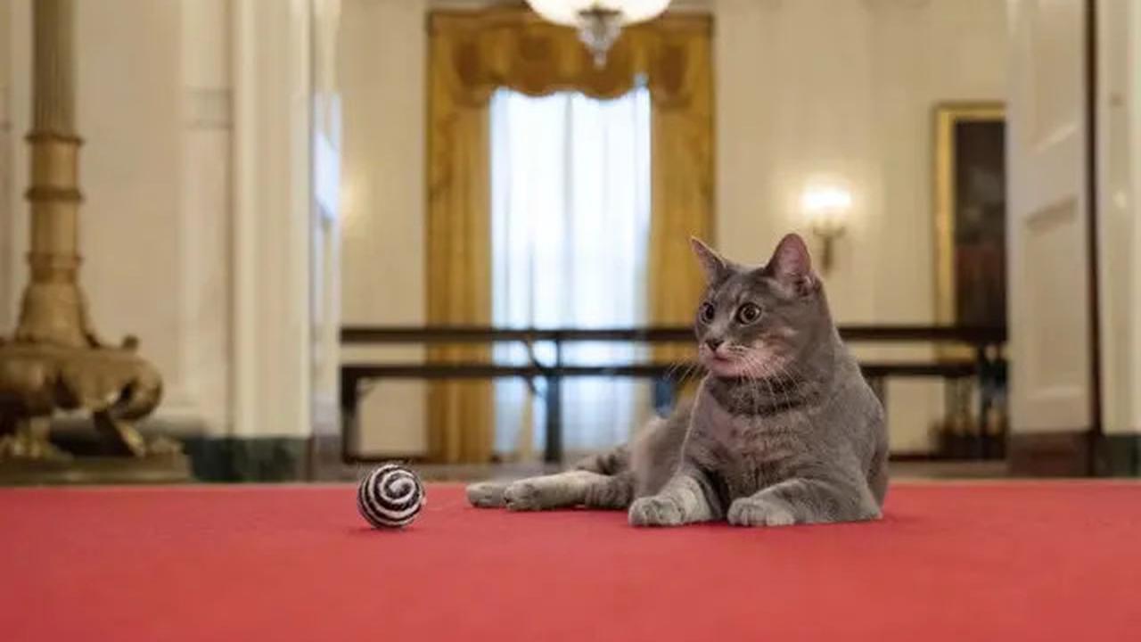 Selain Presiden Prabowo, 4 Pemimpin Dunia Ini Juga Punya Kucing yang Jadi Sorotan Seperti Bobby Kertanegara
