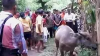 VIDEO: Benda Diduga Bom Rakitan Meledak Terinjak Kerbau