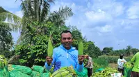 Petani di Kecamatan Metro Kibang, Kabupaten Lampung Timur, siap memenuhi kebutuhan jagung manis. (Foto: Dok.)