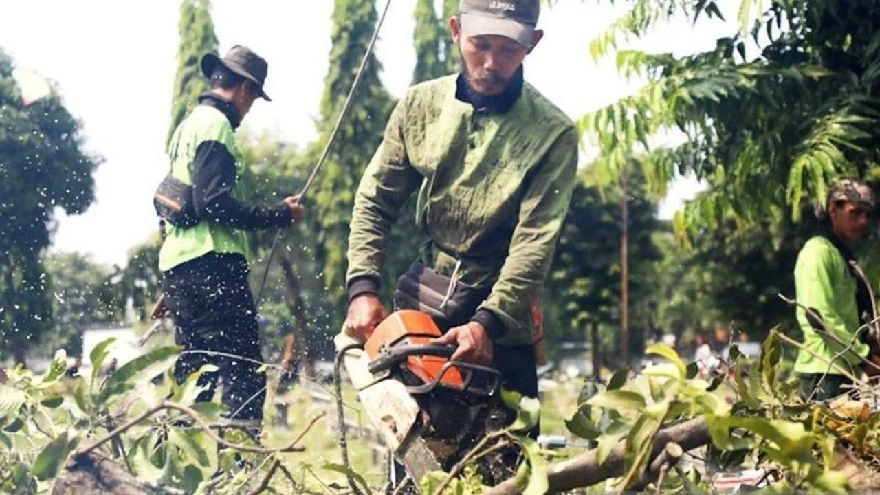 Fakta Menarik: 6.128 Pohon Bermasalah di Jakarta Barat Ditangani, Ini Rinciannya hingga Agustus 2025