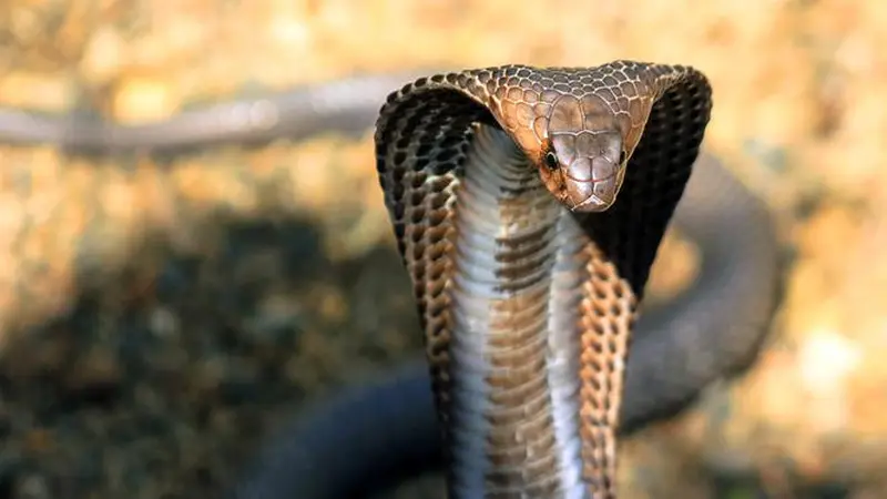 Dijuluki Raja Kobra, Pria Ini Meninggal Karena Ular King Cobra