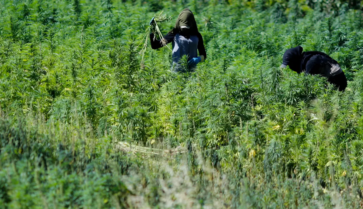 Pekerja menyingkirkan kotoran dan daun kering di ladang ganja di Lembah Bekaa, Desa Yammoune, Kota Baalbek, Lebanon, Senin (23/7). Belum diketahui seberapa cepat realisasi kebijakan legalisasi ganja medis  dirampungkan. (AP Photo/Hassan Ammar)