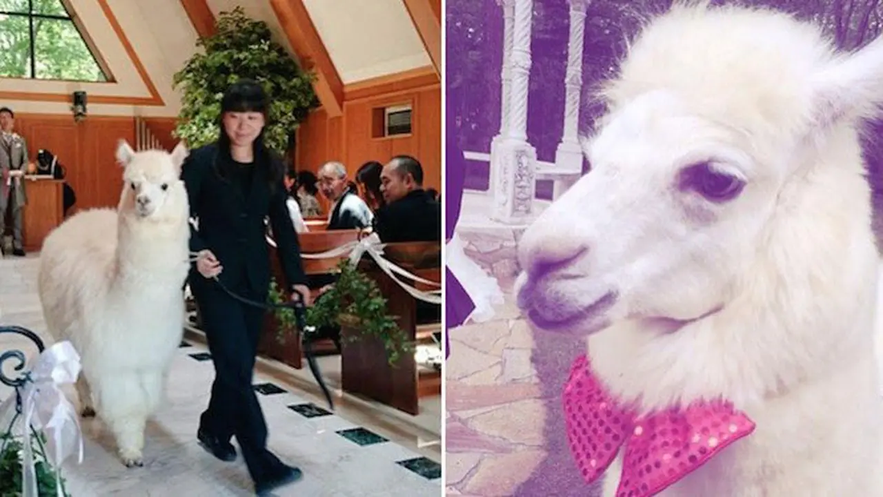 Alpaca, Saksi Resepsi Pernikahan yang Lucu
