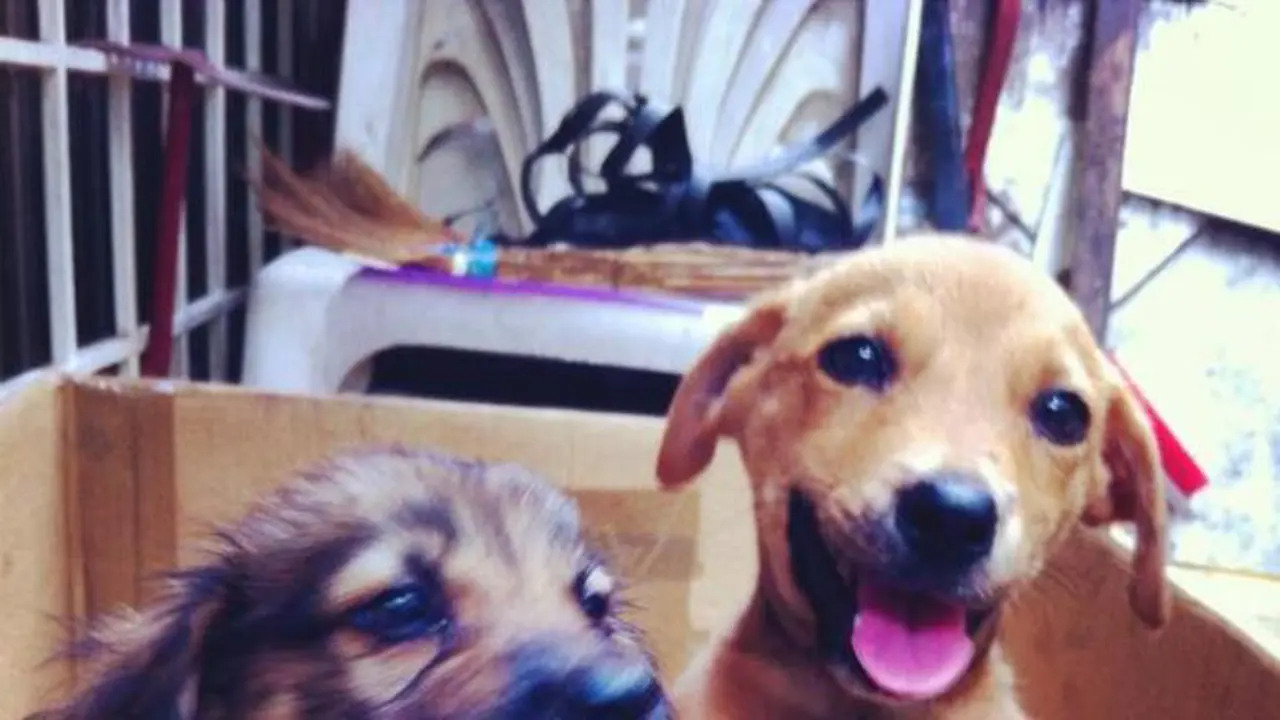 Simak Parade Anjing yang Bikin Kamu Ikhlas Mengakhiri 'Weekend'