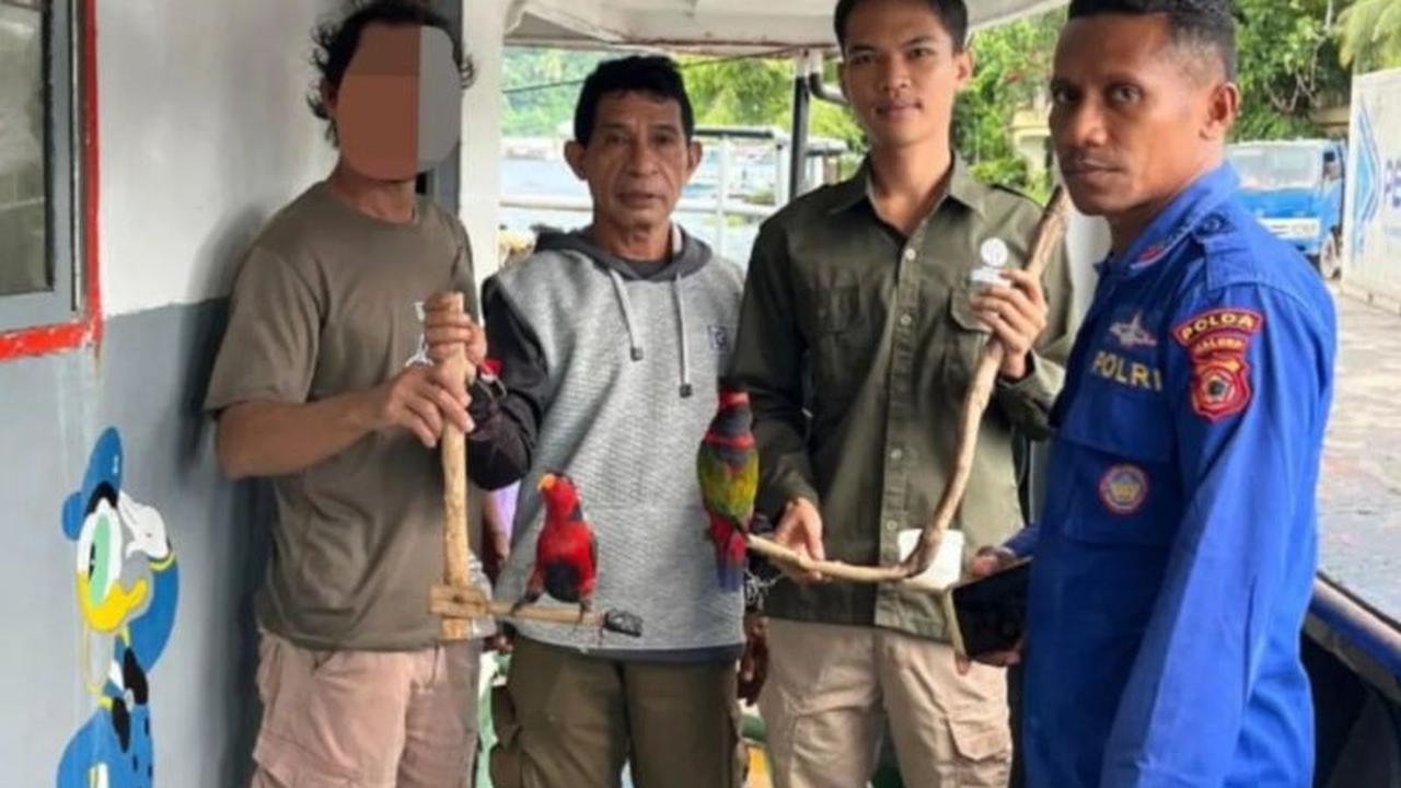 BKSDA Maluku Amankan Satwa Dilindungi, Dua Nuri Kepala Hitam Diselamatkan di Pelabuhan Banda