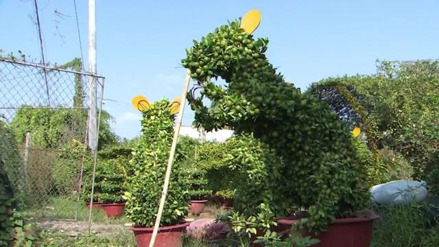 Jelang Imlek Pohon Bonsai Berbentuk Tikus Jadi Buruan Warga Vietnam Lifestyle Liputan6 Com