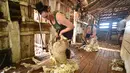 Emma Billet mencukur bulu domba di tempat pemotong bulu domba di New South Wales, Australia (21/2). Emma Billet pencukur bulu domba berpangalaman yang cukup terkenal di wiliayah tersebut. (AFP/Peter Parks)