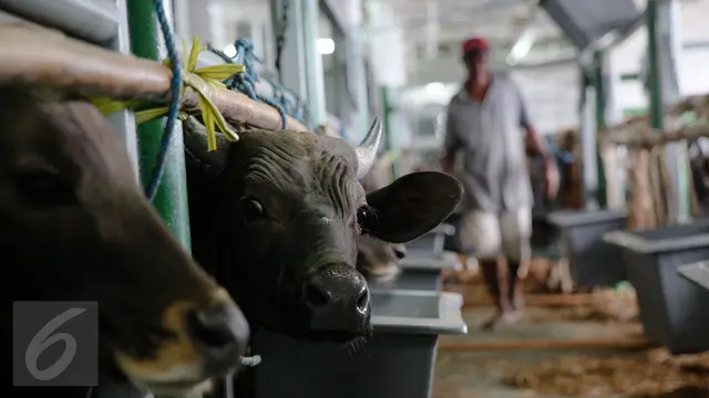 20151211- KM Camara Nusantara 1-Jakarta-Faizal Fanani