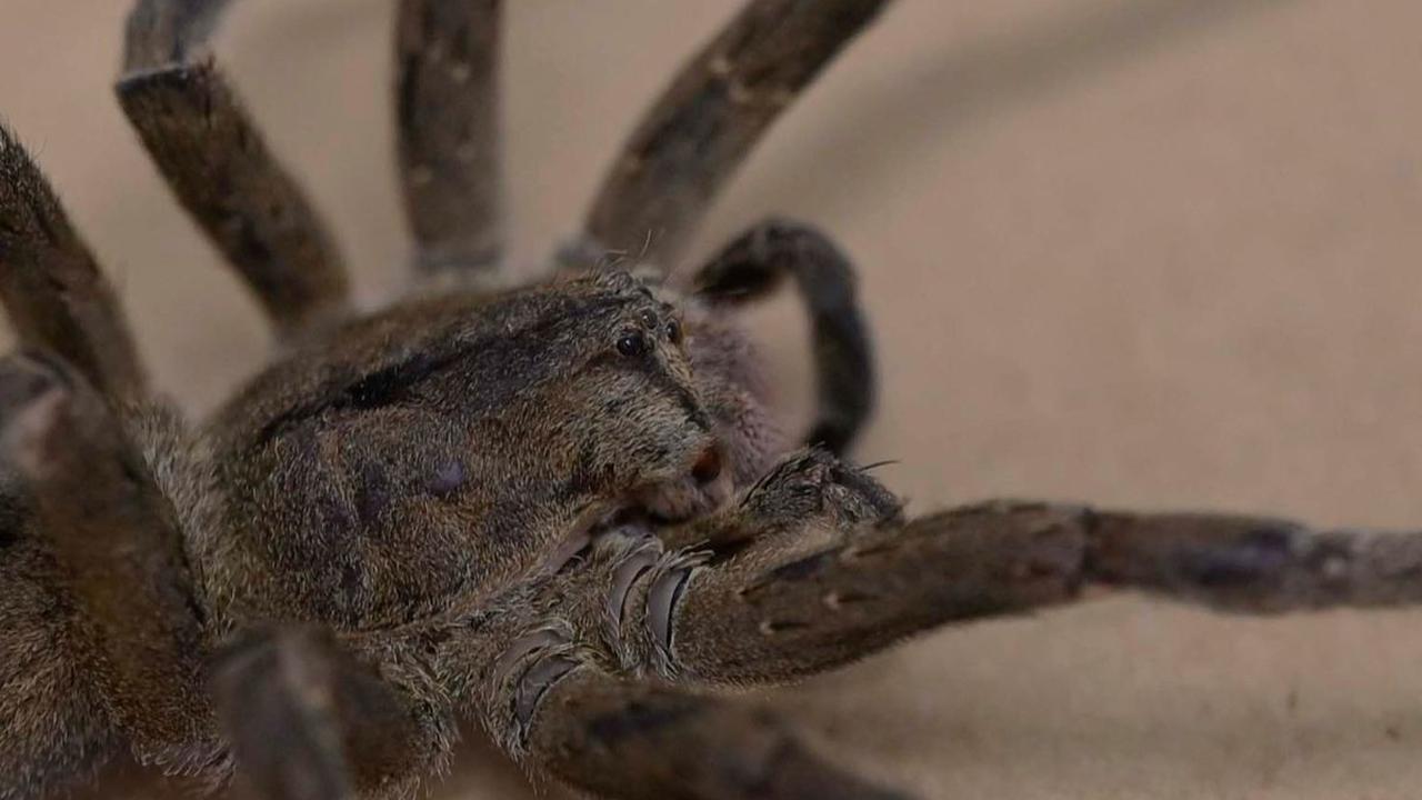 Brazilian Wandering Spider, yang juga dikenal sebagai laba-laba pisang, merupakan spesies laba-laba paling berbahaya di dunia. Laba-laba ini terkenal dengan agresivitasnya dan gigitan yang sangat beracun.