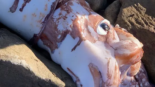 Cumi-cumi raksasa yang ditemukan di Pantai Scarborough, Afrika.