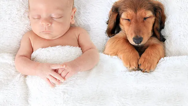 7 Potret Kocak Bayi Tidur Bareng Hewan Peliharaan Ini Gemas