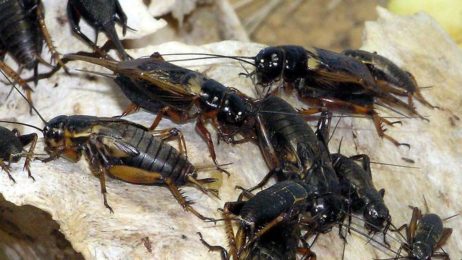 Ilustrasi jangkrik hitam dari famili Gryllidae atau true crickets (Wikimedia / Creative Commons)