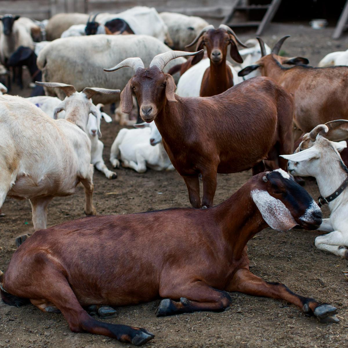 Dampak Stres pada Kambing dan Sapi terhadap Kualitas Daging