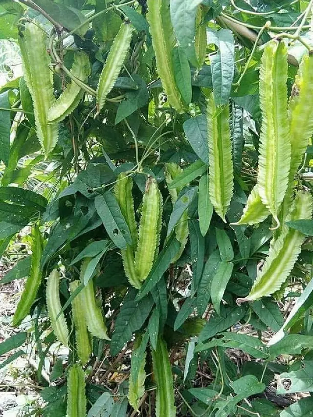 Rendah Kalori, Kecipir Cocok untuk Diet dan Kontrol Gula Darah