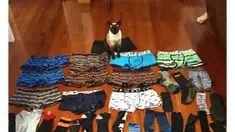 Kucing ini menyimpan hasil buruannya di kasur sang majikan, Sarah.