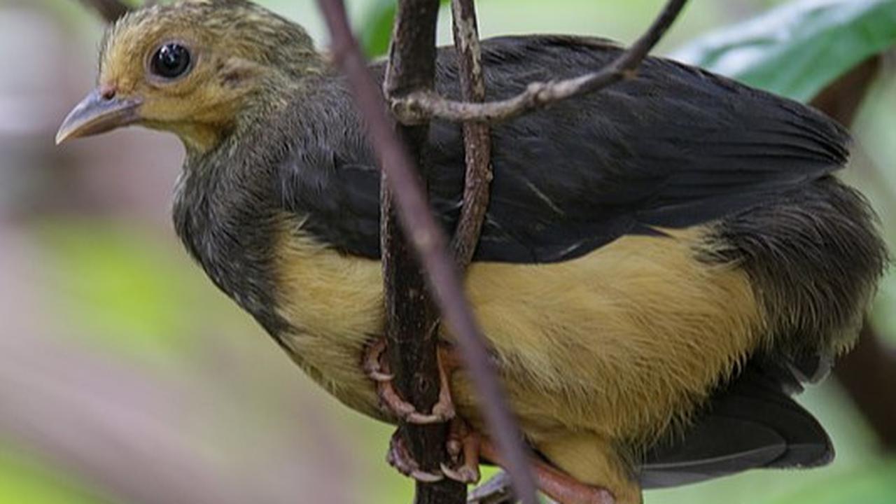 Burung Maleo