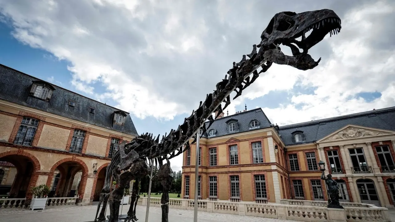 Kerangka dinosaurus Apatosaurus bernama "Vulcain", yang dipajang di kastil Dampierre sebelum dilelang di Dampierre-en-Yvelines, Paris, pada 10 Juli 2024. (AFP)