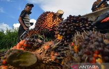 POPSI Soroti Dampak Besar Usulan Pajak Sawit Rp1.700 per Batang bagi Petani