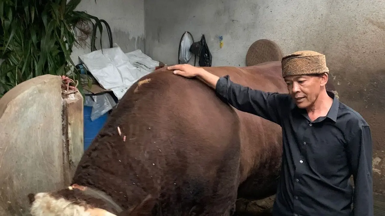 Sapi milik Mulyono warga Kabupaten Probolinggo yang diberi nama Slamet dibeli Presiden RI Joko Widodo untuk hewan kurban (Istimewa)