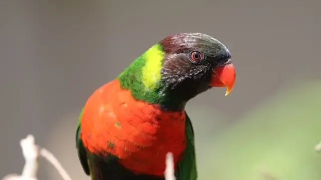 Akhirnya 40 Burung Perkici Dada Merah Kembali ke Indonesia dari Inggris