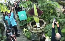 Bunga Bangkai Langka dari Sumatra Mekar di San Francisco, Pikat Banyak Pengunjung Datang