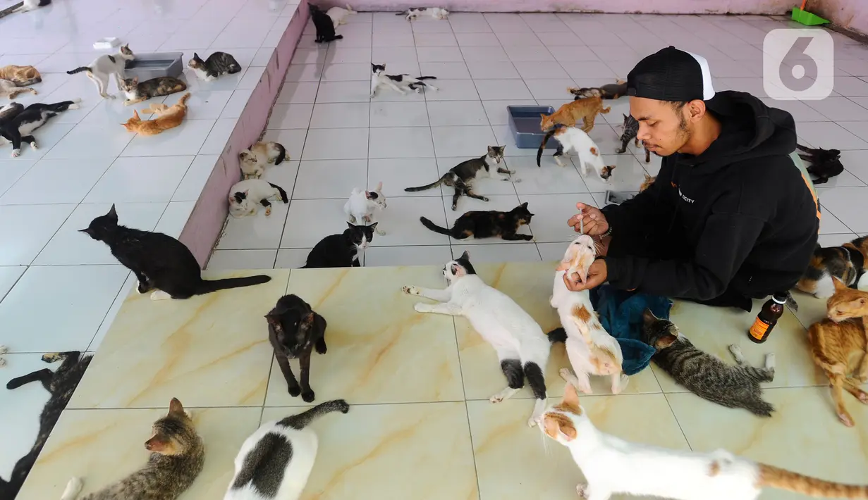 Rumah Singgah Clow telah berdiri sejak Maret 2017 dan memiliki tujuh shelter, yakni dua di Manado dan lima shelter di Parung, Bogor Jawa Barat. (merdeka.com/Arie Basuki)