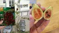 Potret Hasil Berkebun di Rumah Ini Tak Sesuai Ekspektasi (Sumber: Bored Panda)