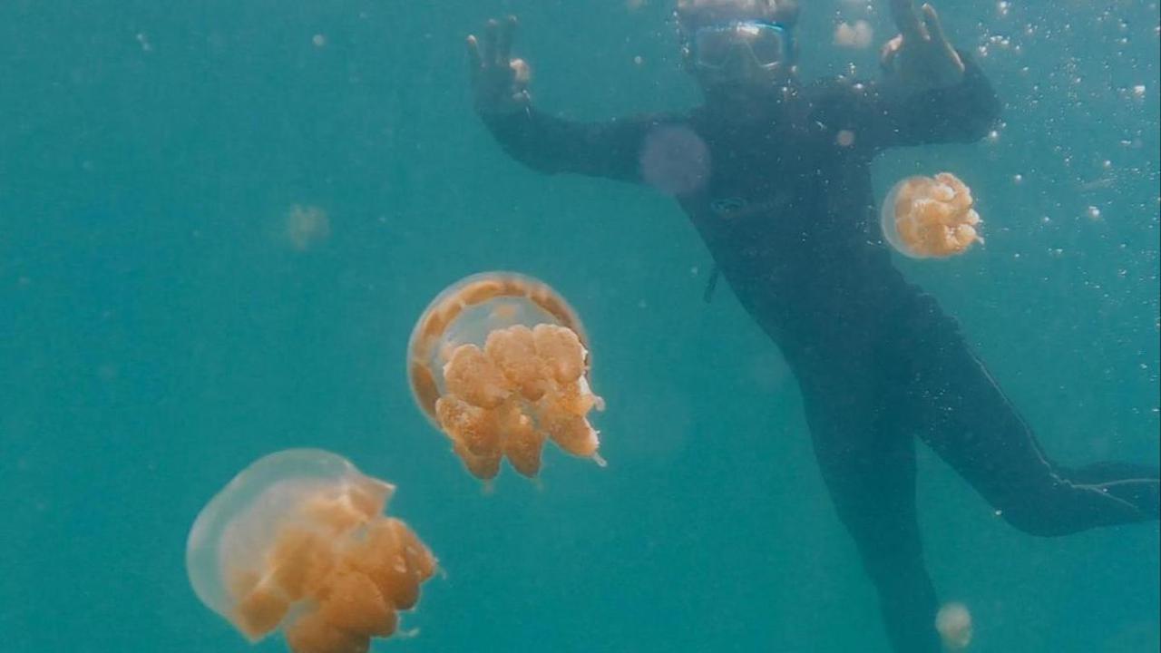 Eksotisme Pulau Kakaban, Danau Ubur-Ubur Terbesar di Dunia yang Larang Wisatawan Berenang