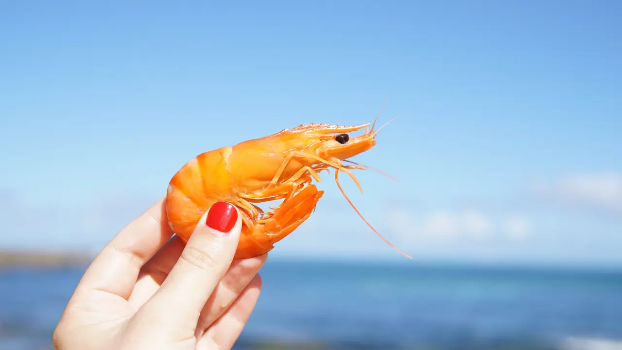 udang