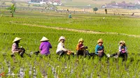 Indonesia Kehilangan 5 Juta Petani