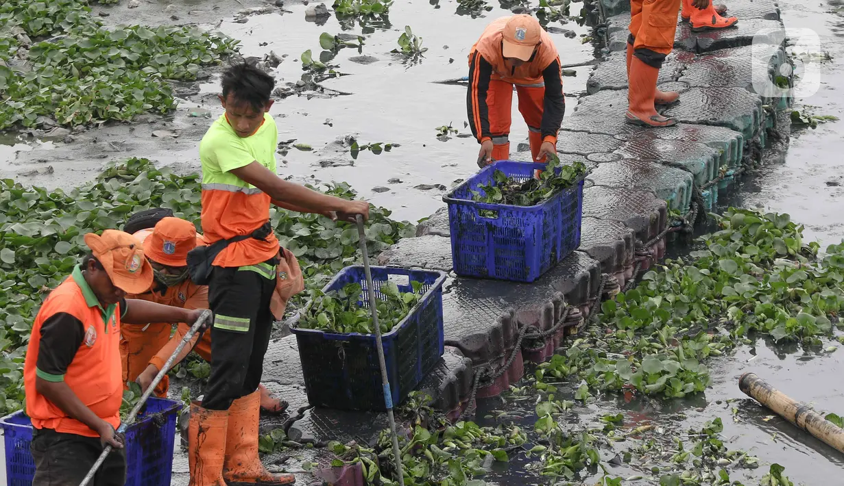 Selain membersihkan waduk Pluit dari Eceng Gondok, petugas juga mengeruk lumpur untuk menghindari pendangkalan. (Liputan6.com/Herman Zakharia)