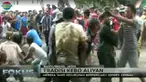 Mereka berprilaku layaknya seperti kerbau yang segera bergegas jika menemukan kubangan lumpur di jalan desa.