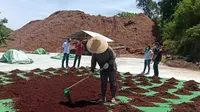 Negeri K-Pop Impor Limbah Kelapa dari Sulut, Mau Dibuat Apa?