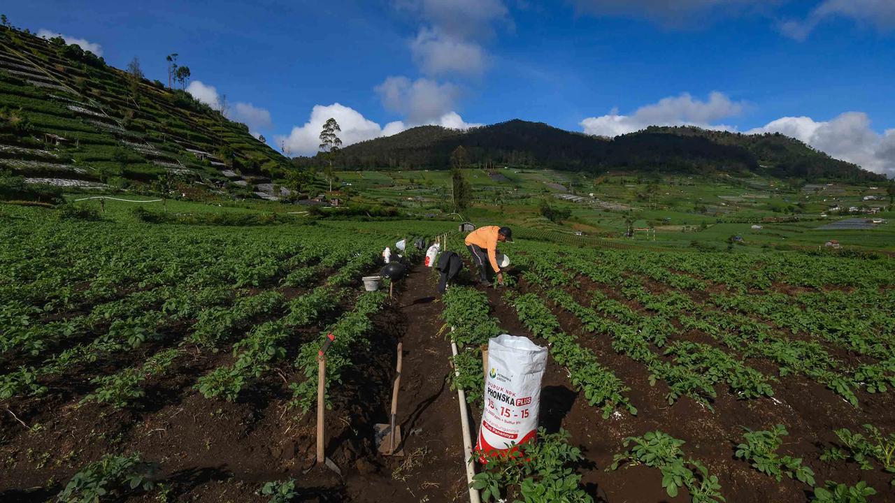FOTO: Petani Kentang Dieng Terpinggirkan di Tengah Turunnya Harga Pupuk Subsidi