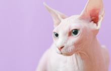 Jenis Kucing Peliharaan Favorit dengan Karakteristik Unik yang Lucu dan Menggemaskan