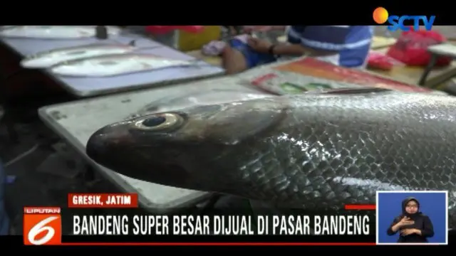 Pasar Bandeng Kawak yang digelar hanya sekali setahun ini selalu ditunggu warga Gresik untuk mendapatkan bandeng yang ukurannya super besar.