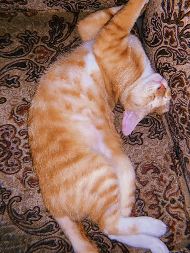 7 Potret Kucing Tidur dengan Pose Tak Wajar, Bikin Encok Lihatnya