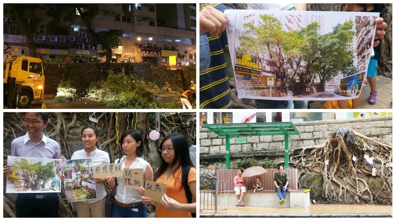 Pohon Beringin Bersejarah Ditebang Pemerintah Hongkong