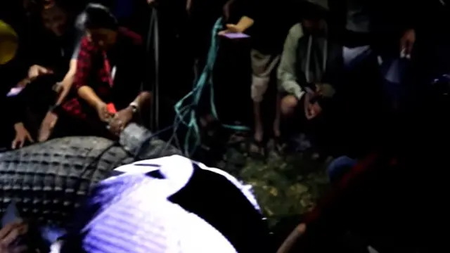 6 Tahun Terjerat, Ini 6 Momen Buaya Berkalung Ban di Palu Akhirnya Berhasil Dilepas