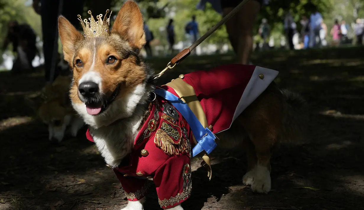 Ruffus, seekor Cardiganshire Corgi, ikut serta dalam parade anjing corgi untuk mengenang mendiang Ratu Elizabeth II, di luar Istana Buckingham, di London, Minggu, 3 September 2023.  (AP Photo/Alastair Grant)