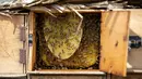 Lebah bekerja di sarang madu dalam sarang lebah di sebuah peternakan di Kota Taez, Yaman, 28 Juni 2022. PBB mengatakan madu memainkan "peran penting" bagi perekonomian Yaman, dengan 100.000 rumah tangga bergantung padanya untuk mata pencaharian mereka. (AHMAD AL-BASHA/AFP)