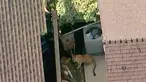 Gambar udara pada 26 Maret 2018 dari video yang disediakan oleh KABC-7 memperlihatkan seekor singa gunung berkeliaran di halaman belakang rumah warga di Azusa, bagian timur kota Los Angeles, dekat pegunungan San Gabriel, Amerika Serikat  (KABC-7 via AP)