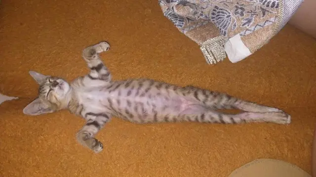 7 Potret Nyeleneh Pose Kucing saat Tidur Ini Bikin Geleng Kepala